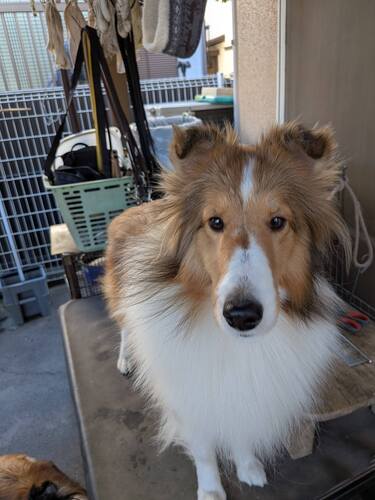 シェルティ 犬の販売・譲渡 3355 元気な女の子、飼い主さん募集いたします