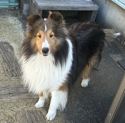 �V�F���e�B ���̔̔��E���n 3356 �����V���C��4�΂̒j�̎q�ł��I