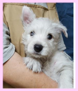 良血統の女の子☆ウエスティーの子犬 犬の販売 1421