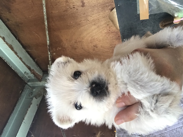 しろくまくん 犬の販売 1444