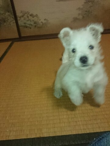元気印の男の子 犬の販売 1446