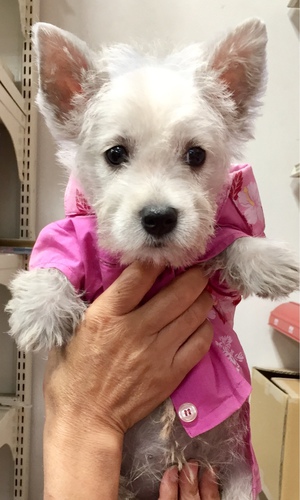 珍しい子ホワイトテリア 犬の販売 1454