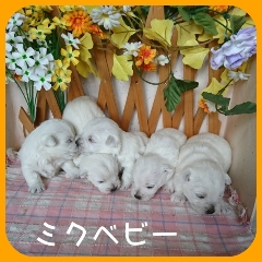 真っ白な4兄弟です。 犬の販売 1461