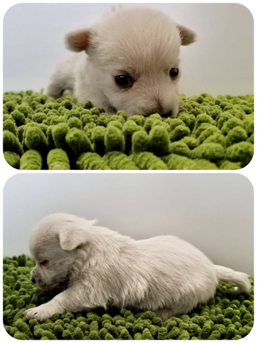 ご家族様が決まりました♪ 犬の販売 1472