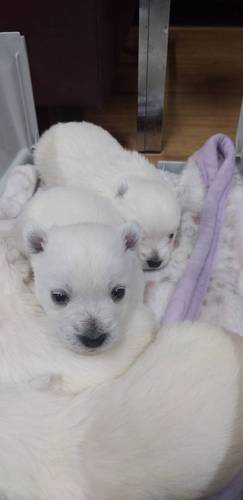 男の子3頭分譲 犬の販売 1482