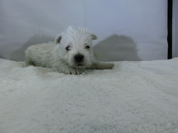 とっても可愛く元気で健康な赤ちゃんが生まれました! 犬の販売 1496