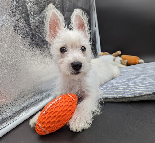ウェスティ オス 犬の販売 1520