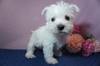 EFXeB[iEFXgEnChEzCgEeAj q T EGXeBj̎qƂ... 1524