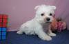 EFXeB[iEFXgEnChEzCgEeAj q T EGXeB̎qƂ... 1525