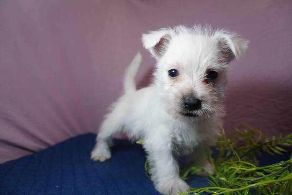 ウエスティ男の子とっても元気です! 犬の販売 1526