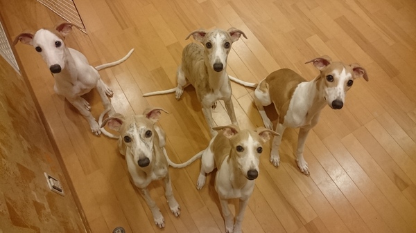 元気いっぱいな、ウィペットの仔犬です。 犬の販売 448