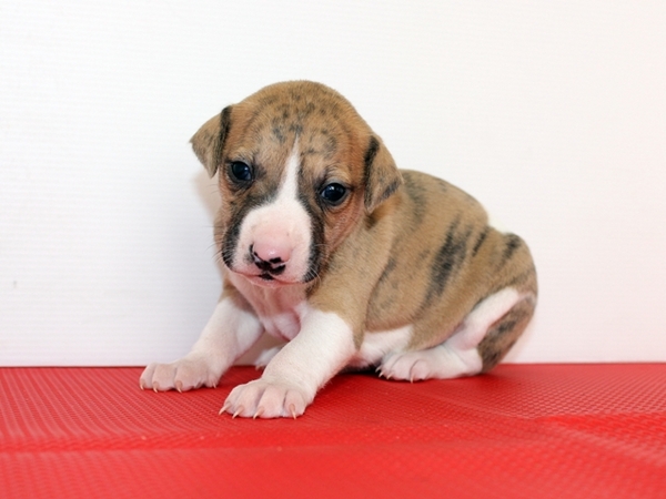 とても綺麗なウィペットちゃん生れました! 犬の販売 462