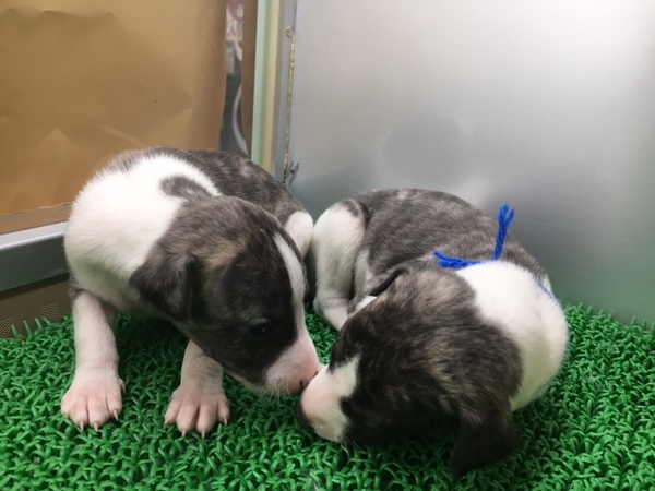 【静岡県西部】ブリンドル&ホワイト、ウィペット 犬の販売 467