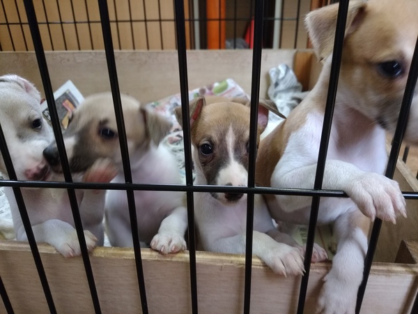 大人しいウィペット 犬の販売 497