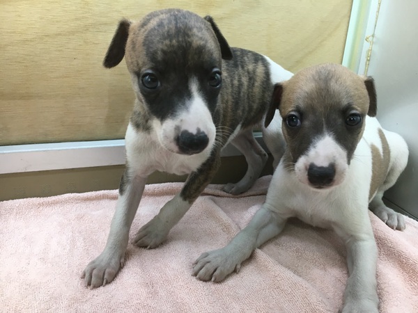 【静岡県西部】ウィペット8頭兄弟♪ 犬の販売 501