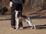 訓練済みウィペット 犬の販売 522