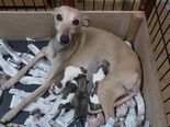 ありがとうございました。 犬の販売 531