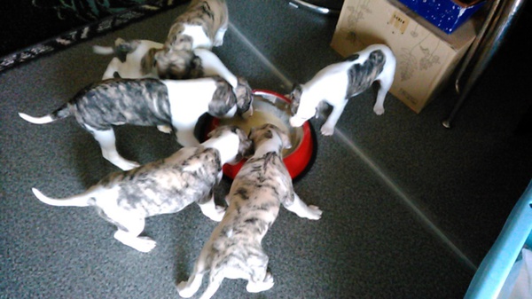 全頭、素敵なご家族と出会いました! 犬の販売 539
