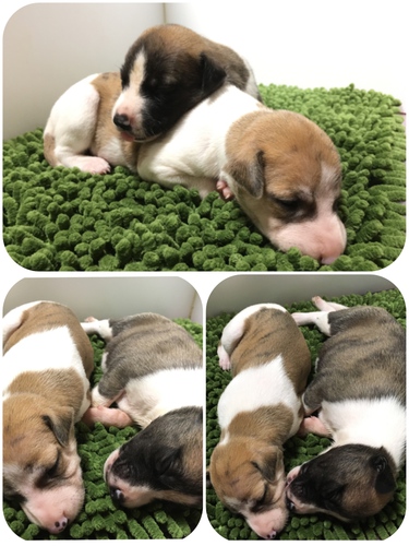 終了致しました。 犬の販売 543