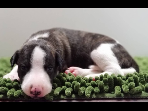 終了致しました。 犬の販売 549