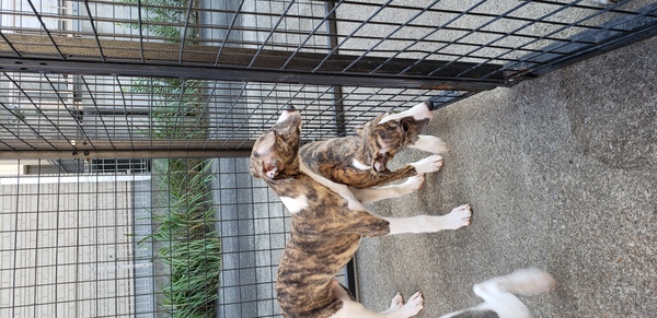 イケメンボーイズです 犬の販売 564