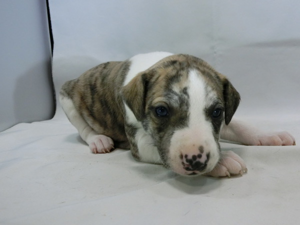 とっても可愛く元気で健康な赤ちゃんが生まれました! 犬の販売 601