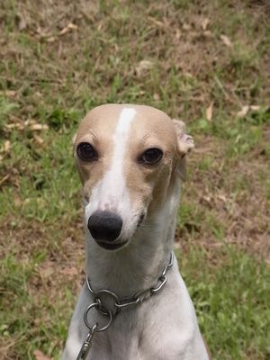 お目目くりくりの美人さんです。 犬の販売 604