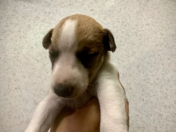 【静岡県西部】フォーンウィペット男の子 犬の販売 605