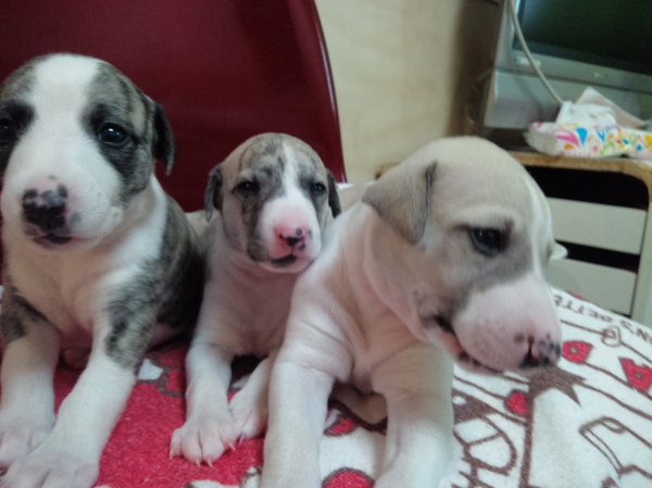 全頭、素敵な家族と出会いました! 犬の販売 612