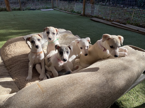 ウィペット 犬の販売・譲渡 683 超優良血統!可愛いウィペットの赤ちゃん