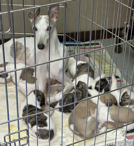 ウィペット 犬の販売・譲渡 689 父犬 JKCチャンピオン