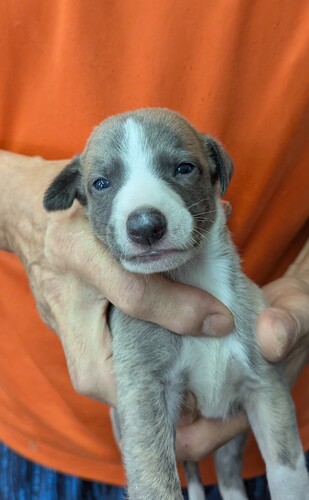 ウィペット 犬の販売・譲渡 704 ♀4匹♂4匹生まれてます