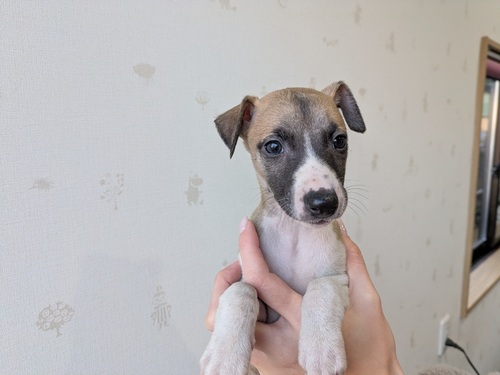 �E�B�y�b�g ���̔̔��E���n 716 ���̎q