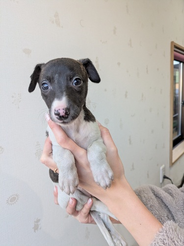 �E�B�y�b�g ���̔̔��E���n 717 ���̎q