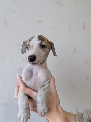 �E�B�y�b�g ���̔̔��E���n 718 �j�̎q