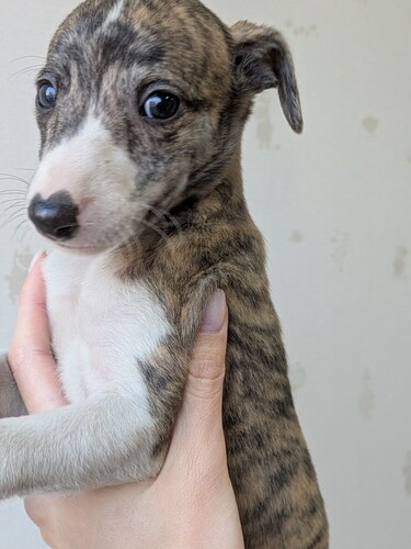 �E�B�y�b�g ���̔̔��E���n 719 �j�̎q