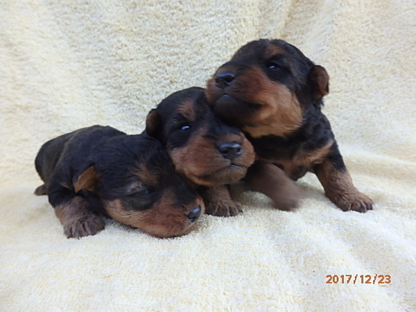 ウエルシュテリアの男の子 犬の販売 307