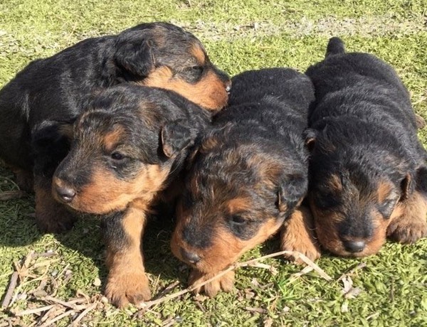 元気な男の子です 犬の販売 342