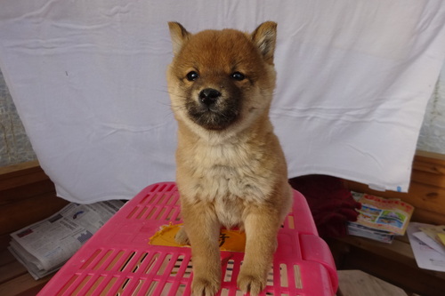 �Č��E���� ���̔̔��E���n 10001 ���Ă̏��̎q�ł��B