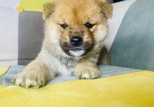 �Č��E���� ���̔̔��E���n 10002 ���艿�i�I�R���R���ȓ��Ă̒j�̎q�I