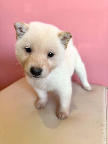 �Č��E���� ���̔̔��E���n 10004 ���@�j�̎q