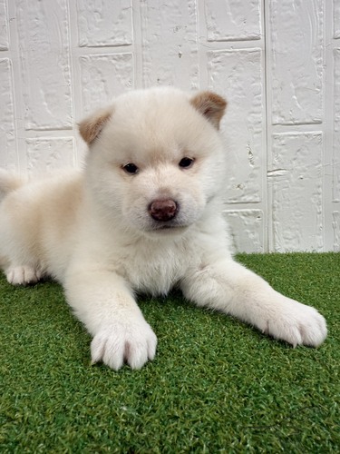 柴犬・豆柴 犬の販売・譲渡 10008 穏やかで癒しオーラたっぷりの男の子