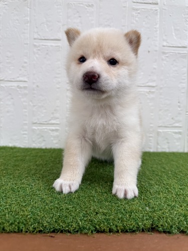 �Č��E���� ���̔̔��E���n 10009 �D��������̏�i���l�����