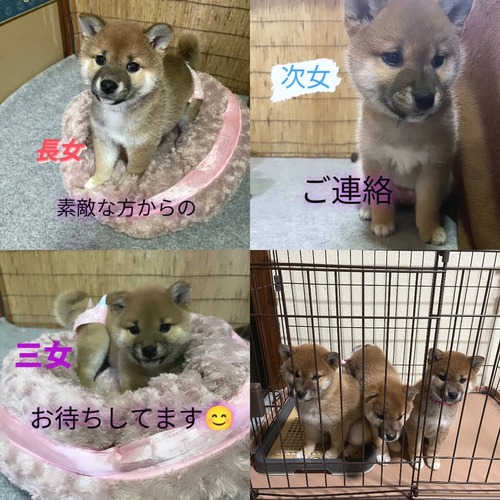 柴犬・豆柴 犬の販売・譲渡 9535 たくさんのお問い合わせありがとう御座います。