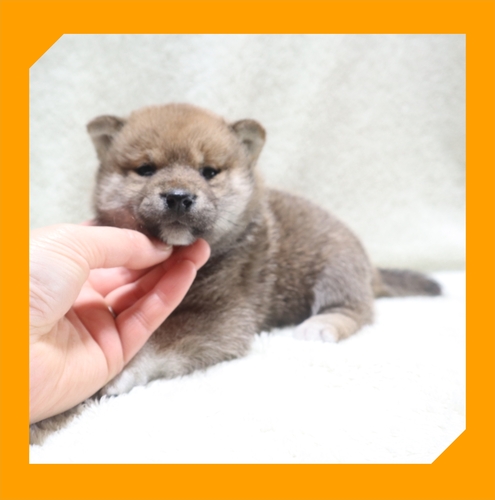 柴犬・豆柴 犬の販売・譲渡 9537 ●赤柴の女の子●