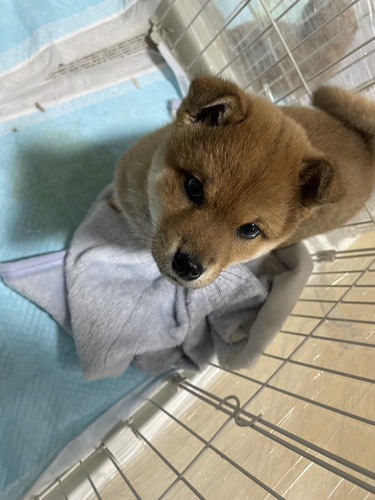 柴犬・豆柴 犬の販売・譲渡 9543 優しいご家族様に巡り会う事ができました