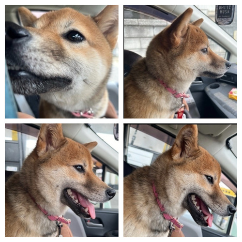 豆柴サイズ 犬の販売 9545