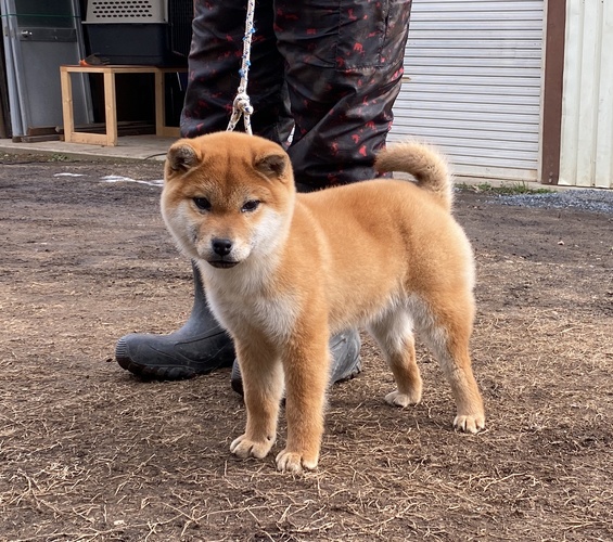 柴犬女の子6ヶ月・長野県上田市 犬の販売 9550