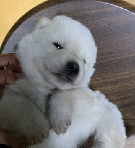 柴犬・豆柴 犬の販売・譲渡 9551 白柴の兄妹