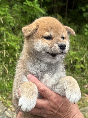 柴犬・豆柴 犬の販売・譲渡 9555 両親遺伝子クリア健全な柴犬仔犬